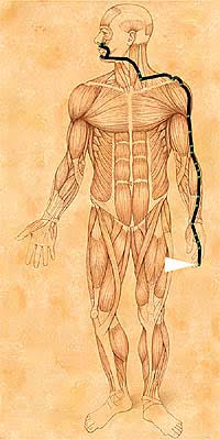 III. Hung Song on the Large Intestine Meridian