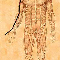 IV. Hung song Meditation on The Lung Meridian
