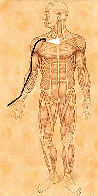 IV. Hung song Meditation on The Lung Meridian