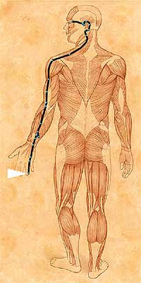 VII – Hung Song Meditation on The San Jiao Meridian