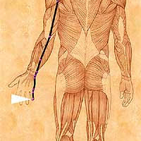 XI Hung Song Activation of the Small Intestine Meridian
