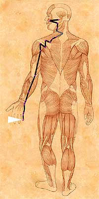 XI Hung Song Activation of the Small Intestine Meridian